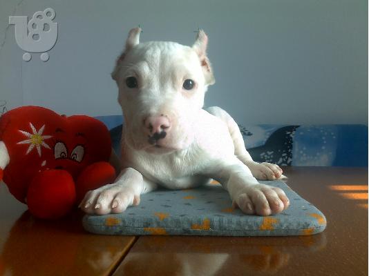 Ντόγκο Αρτζεντίνο – 380 euro